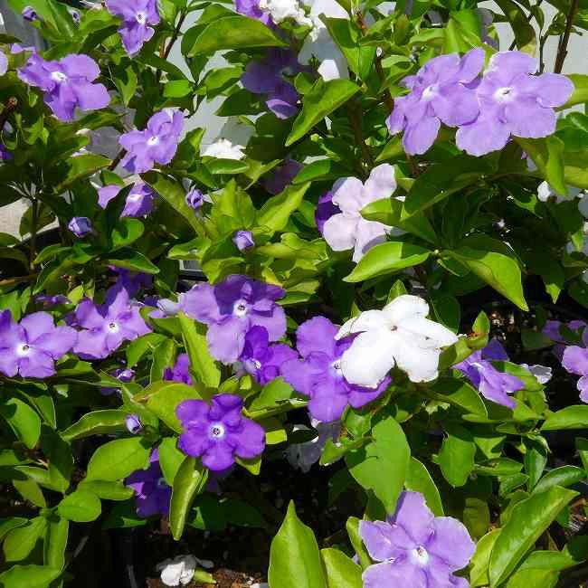 ニオイバンマツリ 5号 苗 鉢植え バンマツリ 香りの花 青から白へ花色