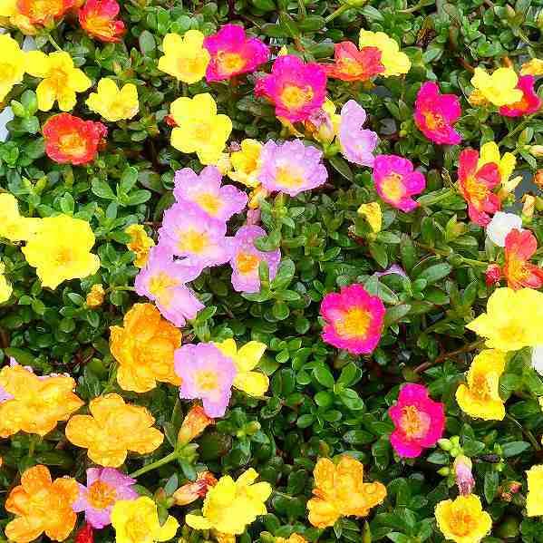 鉢花 ポーチュラカ 寄せ植え 5号 花スベリヒユ カラフル 夏の花 夏の花壇苗 0817 お花処 昌山園 通販 Yahoo ショッピング
