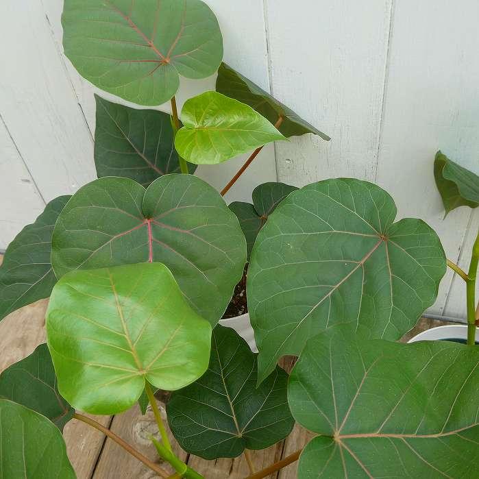 フィカス・ペティオラリス 実生株 4.5号鉢 観葉植物 ハートリーフ