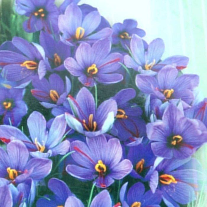 球根 サフラン 5球セット 夏植え ハーブ スパイス 秋咲きクロッカス 0713 お花処 昌山園 通販 Yahoo ショッピング