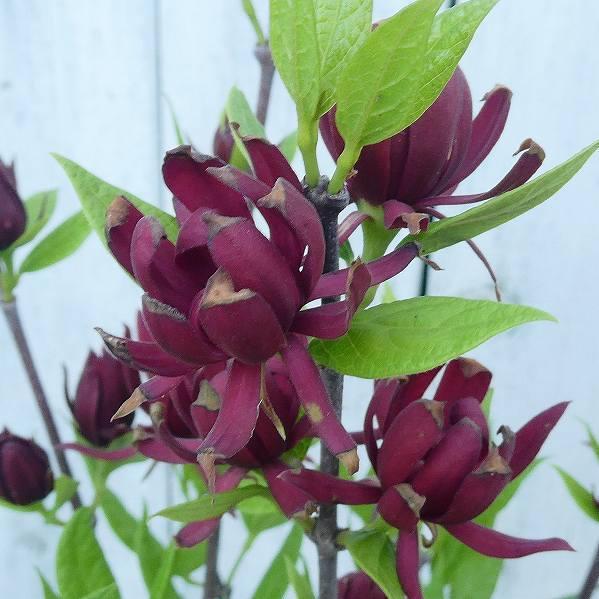 黒花ロウバイ 6号鉢 苗木 クロバナロウバイ 220430 : お花処 昌山園