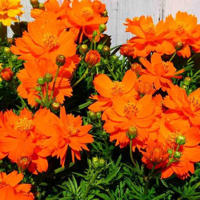 黄花コスモス 苗 充実株 花色お任せ 1ポット 3 5号 秋の花苗 黄色コスモス オレンジ 2922 お花処 昌山園 通販 Yahoo ショッピング