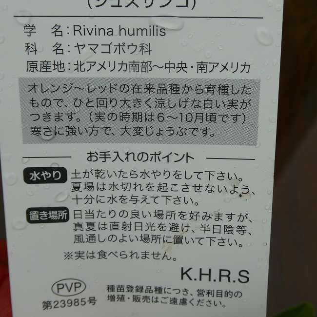 ジュズサンゴ 苗 赤実 3.5号 木立性 山野草 数珠珊瑚 260906 : お花処