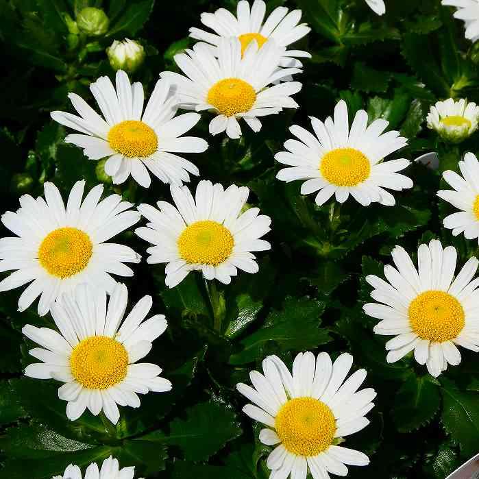 浜菊 苗 ハマギク 3.5号 白花 宿根草 山野草 秋の花 250923 : お花処