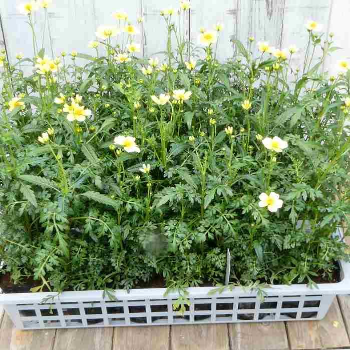 ビデンス 苗 ウィンターコスモス 黄花 姫コスモス 3.5号 241029 : お花