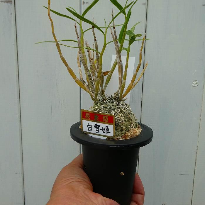 長生蘭 白雪姫 セッコク 苗 3号鉢 斑入り 石斛 山野草 250904 : お花処