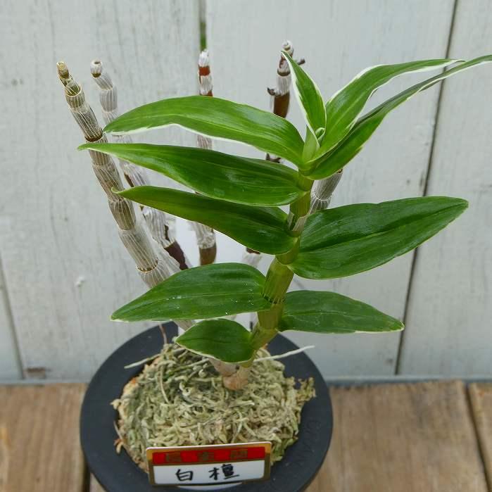 長生蘭 白檀 セッコク 苗 3号鉢 斑入り 石斛 山野草 250904 : お花処