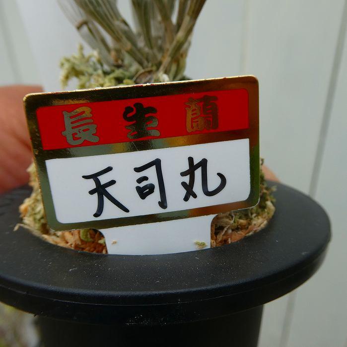 長生蘭 天司丸 セッコク 苗 3号鉢 斑入り 石斛 山野草 250904 : お花処