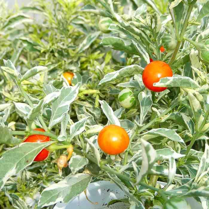 ソラナム 苗 斑入り スノーサンゴ 冬サンゴ オレンジの実 2621 お花処 昌山園 通販 Yahoo ショッピング
