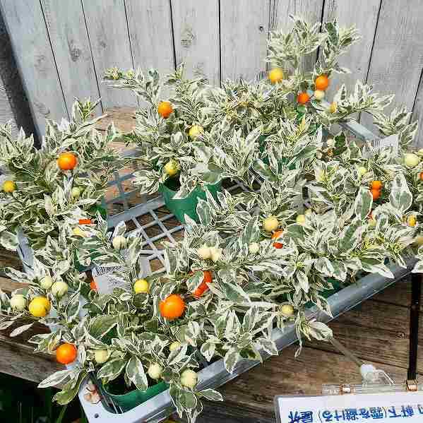 ソラナム 苗 斑入り スノーサンゴ 冬サンゴ オレンジの実 2621 お花処 昌山園 通販 Yahoo ショッピング