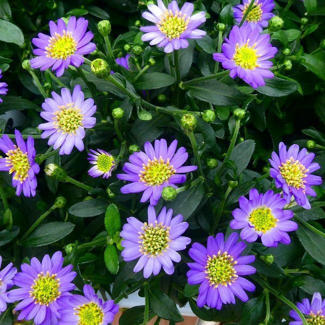 野紺菊 苗 ノコンギク 3.5号 山野草 宿根草 花壇苗 青花 秋の花壇苗