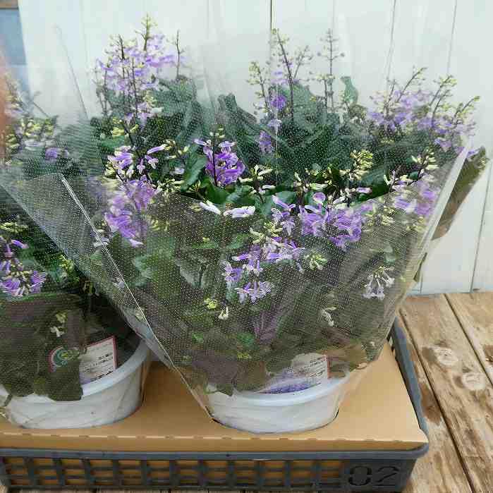 プレクトランサス 苗 モナラベンダー 6号 花苗 花壇苗 青花 カラー