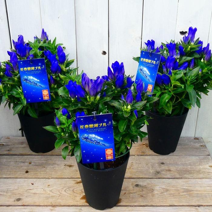 リンドウ 花巻銀河ブルー 4号鉢 鉢植え 山野草 宿根草 りんどう 竜胆 青花 9 28 お花処 昌山園 通販 Yahoo ショッピング