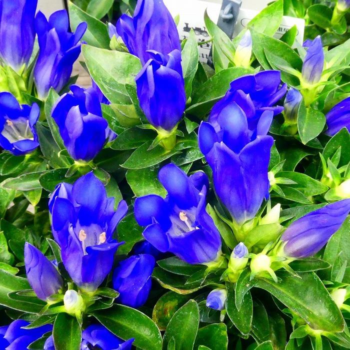 リンドウ 花巻銀河ブルー 4号鉢 鉢植え 山野草 宿根草 りんどう 竜胆 青花 9 28 お花処 昌山園 通販 Yahoo ショッピング