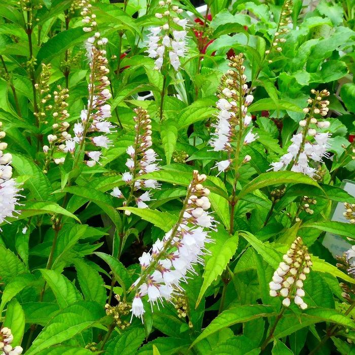 花苗 シモバシラ 霜柱 3 5号 花苗 山野草 耐寒性宿根草 9 29 お花処 昌山園 通販 Yahoo ショッピング