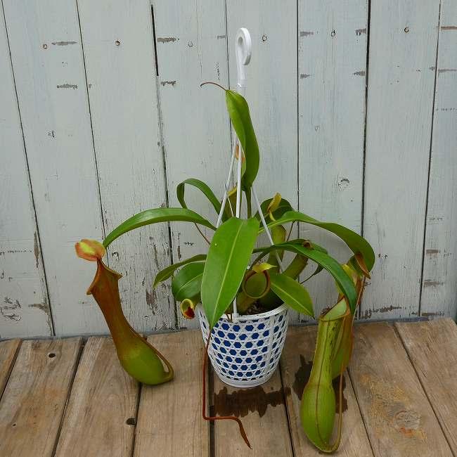 食虫植物 ネペンテス アラータ 狂氣令嬢 アカネ 4号 ウツボカズラ