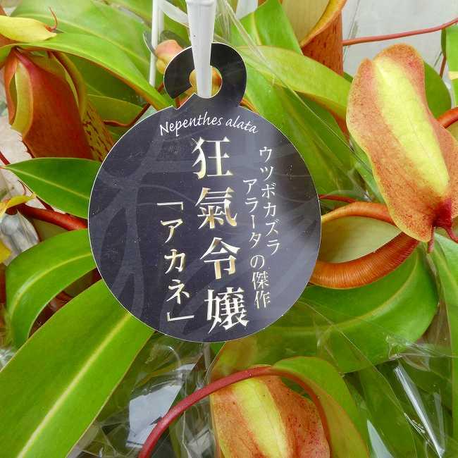 食虫植物 ネペンテス アラータ 狂氣令嬢 アカネ 4号 ウツボカズラ