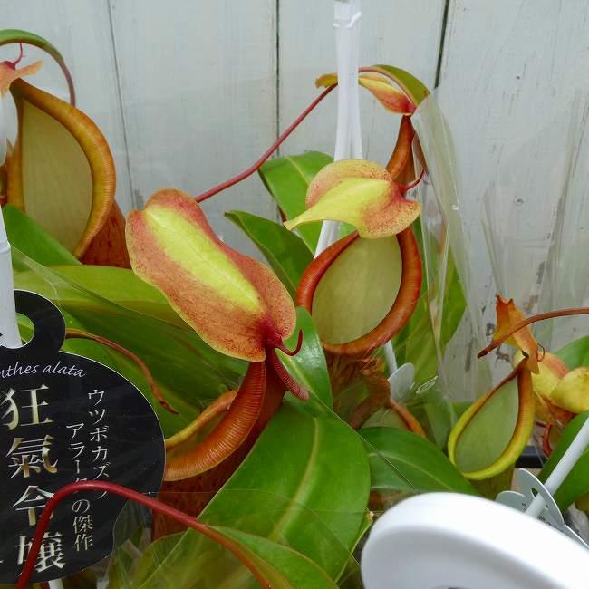 食虫植物 ネペンテス アラータ 狂氣令嬢 アカネ 4号 ウツボカズラ