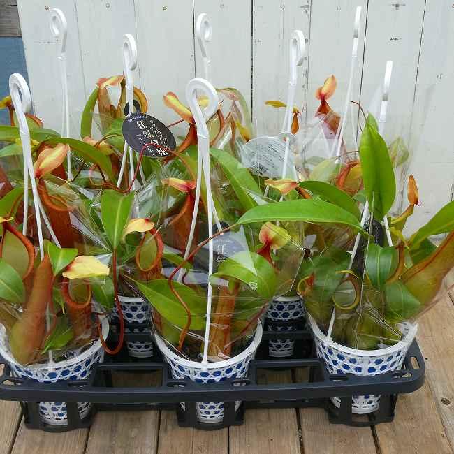 観葉植物　ネペンテス　ウツボカズラ　16年物　狂気令嬢　ヒスイ　関西地方限定出荷 食虫植物 ネペンテス アラータ 狂氣令嬢 アカネ 4号 ウツボカズラ