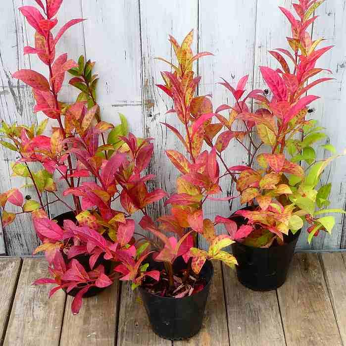 ズイナ 苗 4号 ヨメナの木 白花 紅葉木 落葉樹 庭木 苗木 山野草 茶花