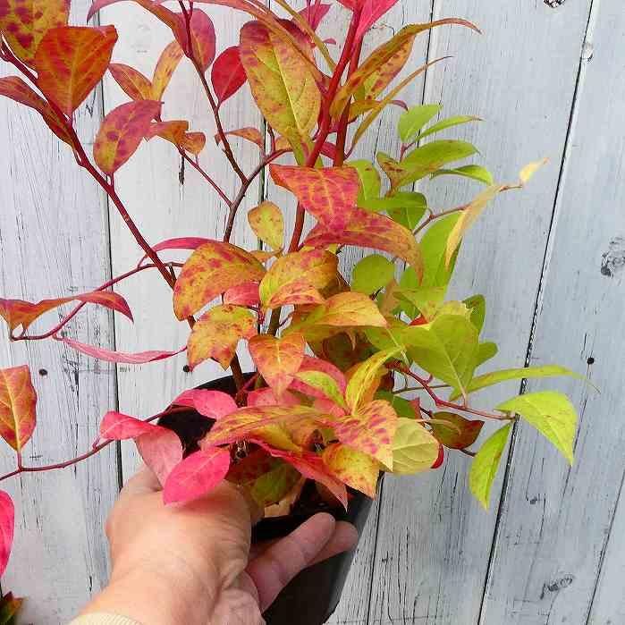 ズイナ 苗 4号 ヨメナの木 白花 紅葉木 落葉樹 庭木 苗木 山野草 茶花