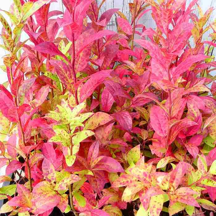 ズイナ 苗 4号 ヨメナの木 白花 紅葉木 落葉樹 庭木 苗木 山野草 茶花