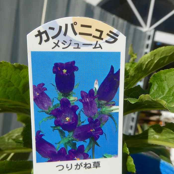 花苗 カンパニュラ メジューム パープル 紫花 苗 つりがね草 ツリガネソウ 春花壇 秋植え 花壇苗 11 12 Br お花処 昌山園 通販 Yahoo ショッピング