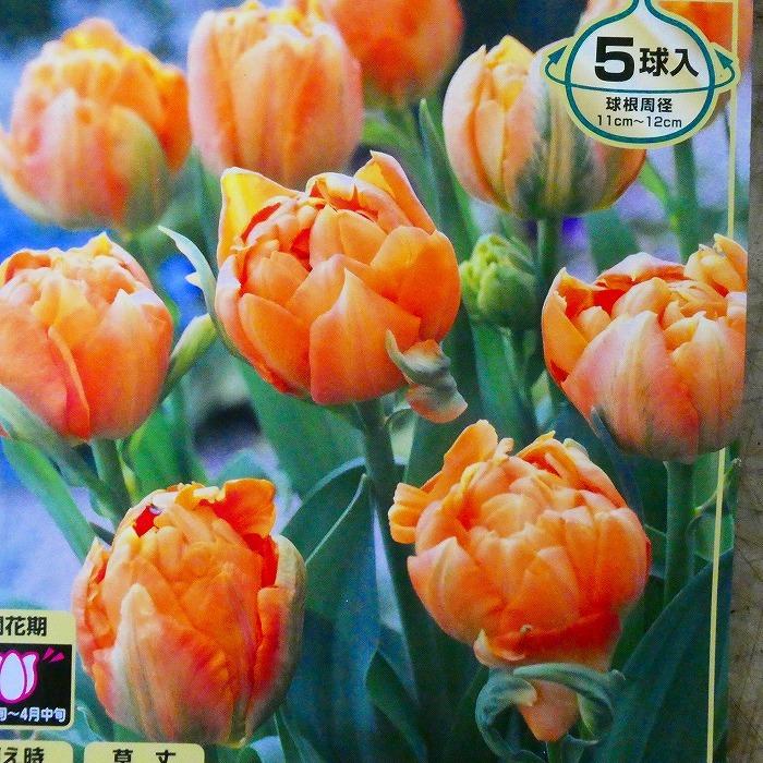 球根 チューリップ オルカ 5球 秋植え 球根 八重咲き オレンジ 10 13 お花処 昌山園 通販 Yahoo ショッピング