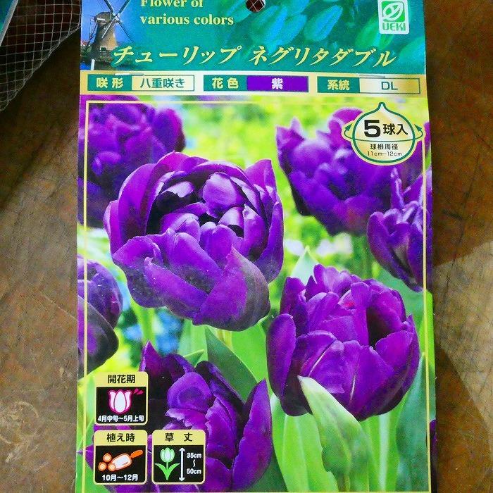 球根 チューリップ ネグリタダブル 5球 秋植え 球根 八重咲き パープル 紫 10 13 お花処 昌山園 通販 Yahoo ショッピング