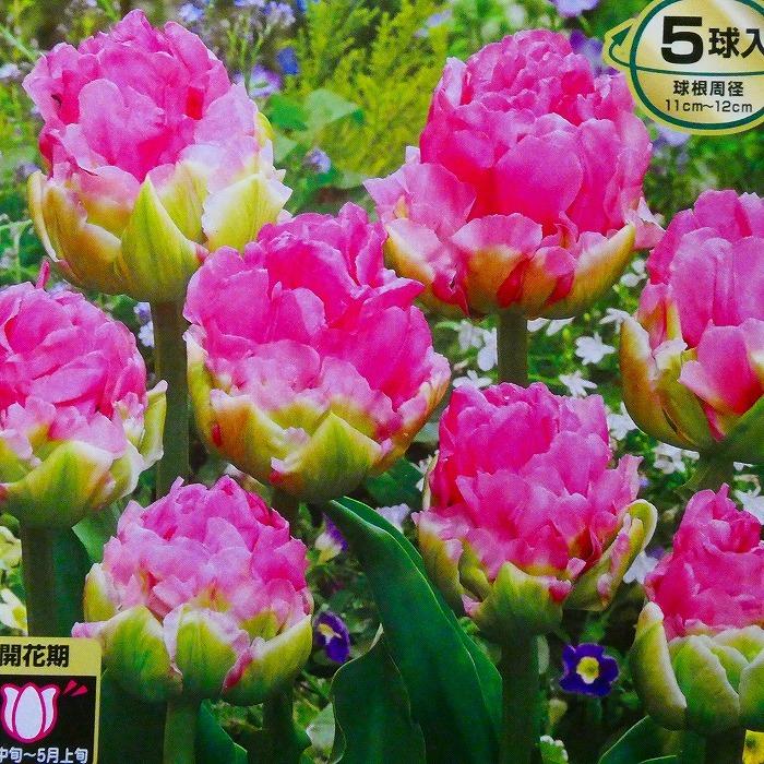 球根 チューリップ ダブルアローサ 5球 秋植え 球根 八重咲き ピンク花 10 13 お花処 昌山園 通販 Yahoo ショッピング