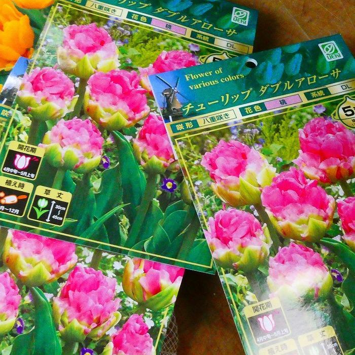 球根 チューリップ ダブルアローサ 5球 秋植え 球根 八重咲き ピンク花 10 13 お花処 昌山園 通販 Yahoo ショッピング