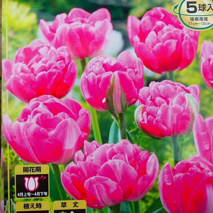 球根 チューリップ キャンディタイム 5球 秋植え 八重咲き ピンク 10 13 お花処 昌山園 通販 Yahoo ショッピング