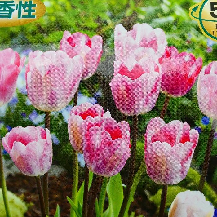 球根 チューリップ ガンダーズラプソディ 5球 秋植え 紫 白 2色咲き