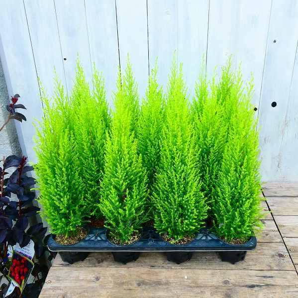 常緑樹 ゴールドクレスト コニファー ウィルマ 3 5号ポット 植木苗 寄せ植え クリスマス 10 15 お花処 昌山園 通販 Yahoo ショッピング