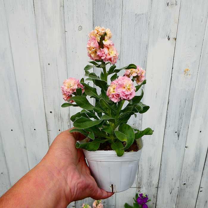 ストック 苗 八重咲き ベイビー 花色お任せ 冬〜春の花壇苗 寄せ植えに