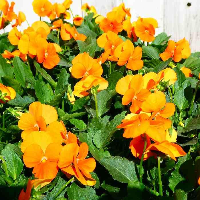 ビオラ 苗 イエロー〜オレンジ系 黄色 品種お任せ 3.5号ポット 花壇苗