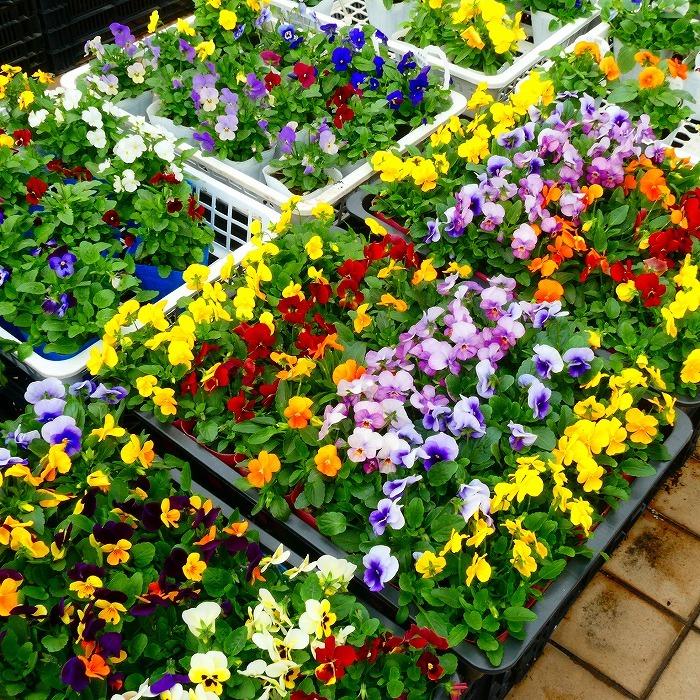 花苗 ビオラ ブルー パープル ピンク系 青花 紫花 ピンク花 品種お任せ 3 5号ポット 花壇苗 1228 お花処 昌山園 通販 Yahoo ショッピング