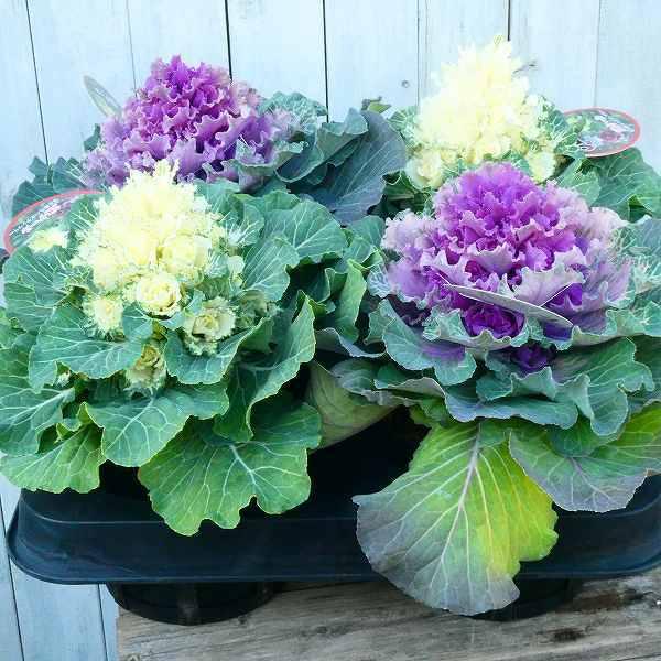 葉牡丹 3Dケール ホワイト 6号ポット 葉牡丹ツリー お正月 冬の花苗