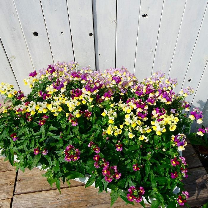 花苗 香りのネメシア アロマンス ライチグレープ 苗 3 5号 小花 花壇苗 耐寒性 10 27 お花処 昌山園 通販 Yahoo ショッピング