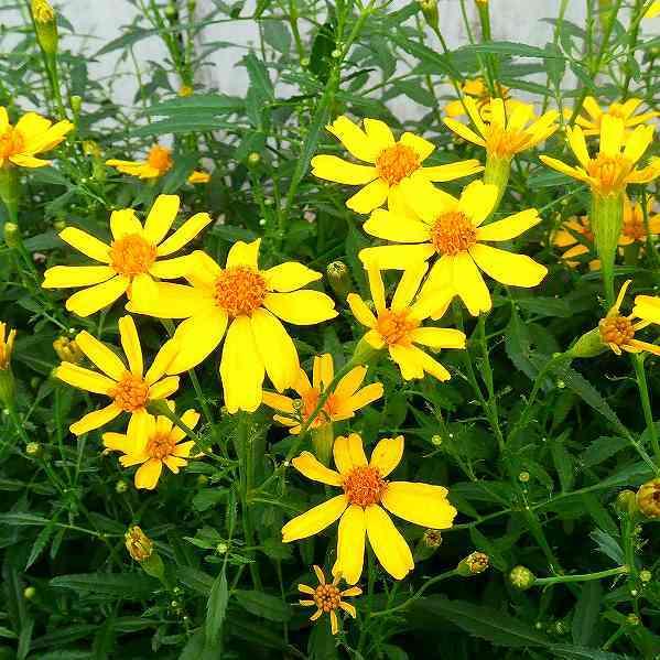 タゲテス 苗 レモニー レモンマリーゴールド 香りの良い 芳香 3号 花壇苗 2623 お花処 昌山園 通販 Yahoo ショッピング