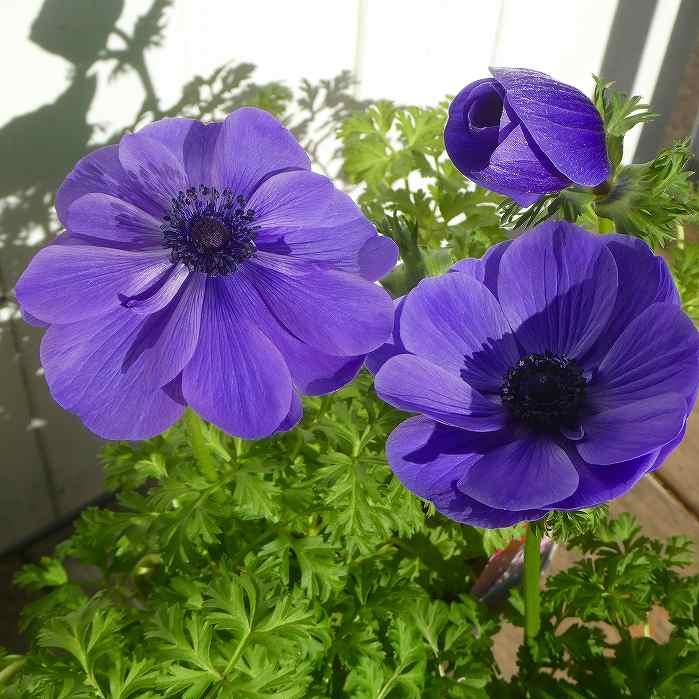 花苗 アネモネ ポルト 一重 ブルー 青花 3 5号 苗 耐寒性強 切り花にも 12 24 お花処 昌山園 通販 Yahoo ショッピング