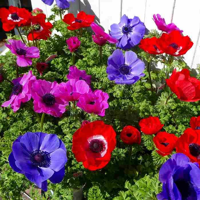 アネモネ ポルト オーキッド 2年生の充実株 ピンク 3 5号 苗 2322 お花処 昌山園 通販 Yahoo ショッピング