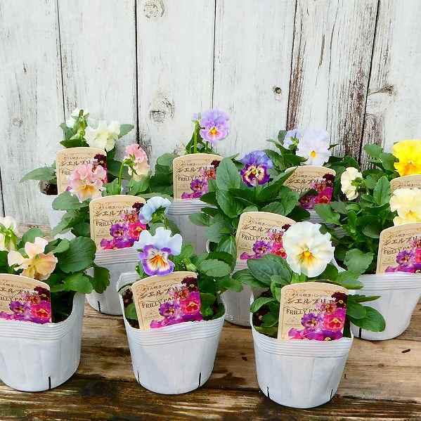 パンジー 苗 1ポット フリル咲き シエルブリエ 花色お任せ 冬の花壇苗