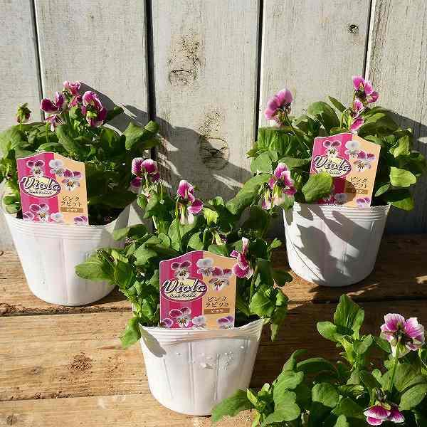 ビオラ ピンクラビット バニービオラ 3 5号 苗 冬の花苗 花壇苗 ウサギ 0106 お花処 昌山園 通販 Yahoo ショッピング