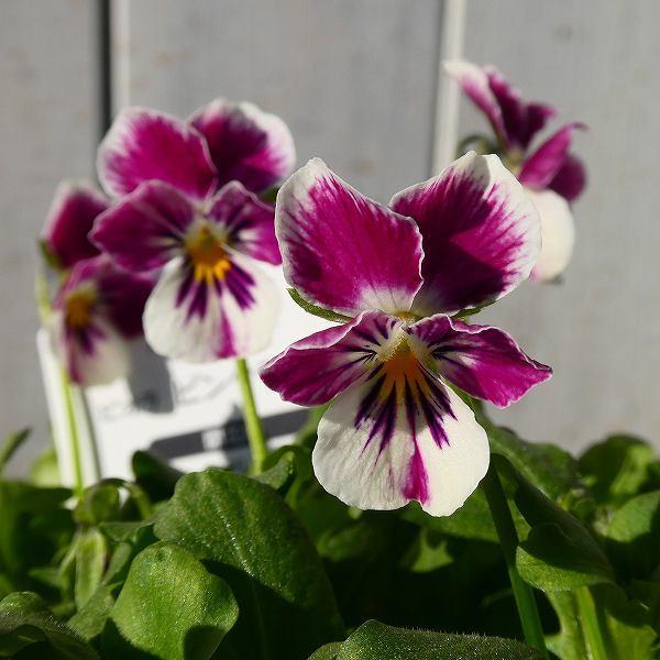 ビオラ ピンクラビット バニービオラ 3 5号 苗 冬の花苗 花壇苗 ウサギ 0106 お花処 昌山園 通販 Yahoo ショッピング