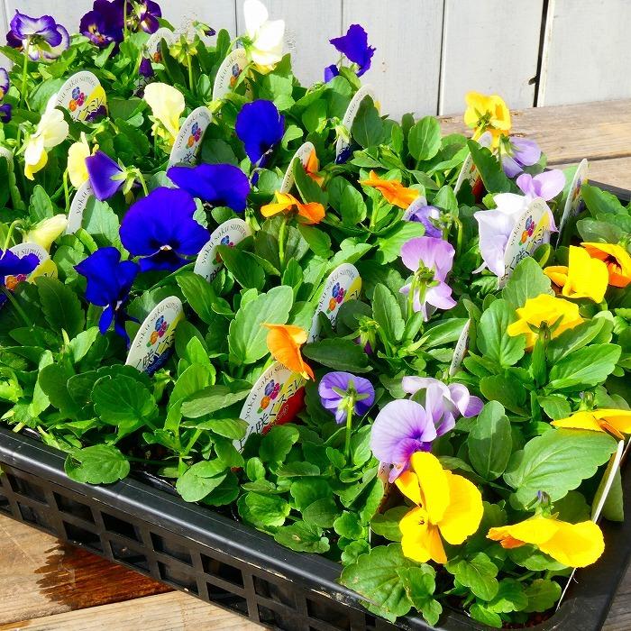 花苗 パンジー よく咲くスミレ ブルーハワイ 青花 小輪 冬の花苗 花壇苗 花壇苗 11 3 お花処 昌山園 通販 Yahoo ショッピング