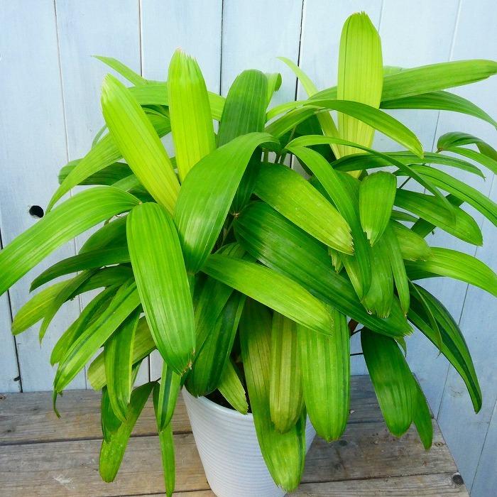 観音竹 満月の宝 斑入り 6号鉢 現品 カンノンチク 白鉢 シュロチク 観葉植物 11 3 お花処 昌山園 通販 Yahoo ショッピング