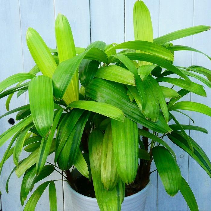 観音竹 満月の宝 斑入り 6号鉢 現品 カンノンチク 白鉢 シュロチク 観葉植物 11 3 お花処 昌山園 通販 Yahoo ショッピング