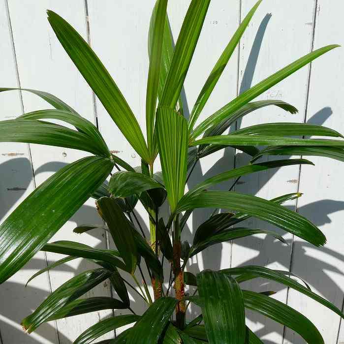 観音竹 青葉 5号鉢 苗 観葉植物 縁起物 お正月飾りにも カンノンチク