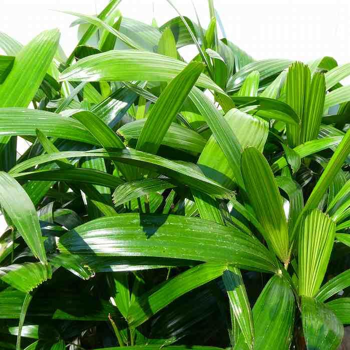 観音竹 青葉 5号鉢 苗 観葉植物 縁起物 お正月飾りにも カンノンチク